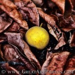 Pear - www.GreatPhotoTutorials.com