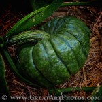 Pumpkin www.GreatPhotoTutorials.com